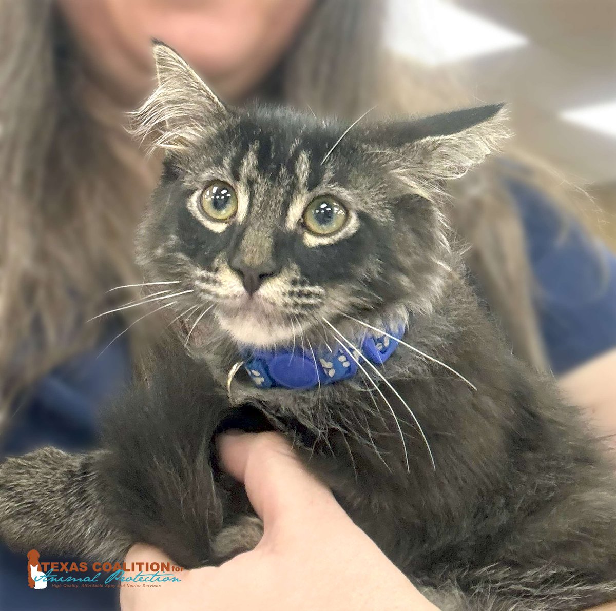 TCforAP's tweet image. Come see us at TCAP to take advantage of our 'Premium Feline Vaccine Package' for just $35!😸

⏰Calendar: ow.ly/grPS50WuJls

#PetLoversFirst #TCAPRocks #TexasForThem #NeuterIsCuter #TCAPSpayNeuter #DFWSpayNeuter #LowCostPetCareDFW #DallasPetWellness