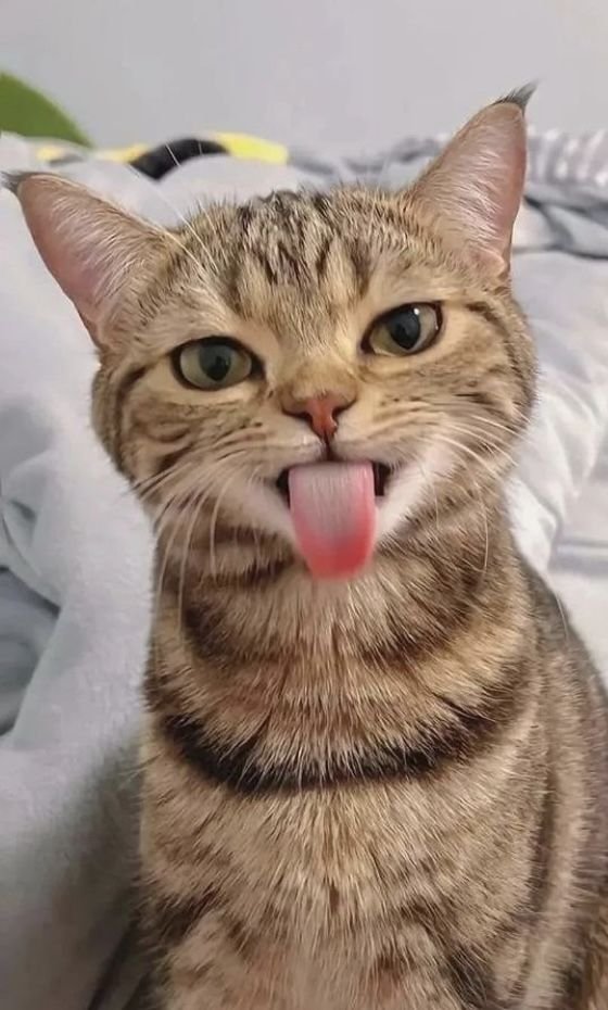 vicleviking29's tweet image. Après 30 jours de ban, me voici shadowban...
Elle est pas belle la vie sur X ? 😾