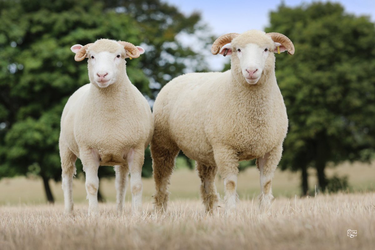 Lots of quality sheep on offer at this years Sherborne Production sale.