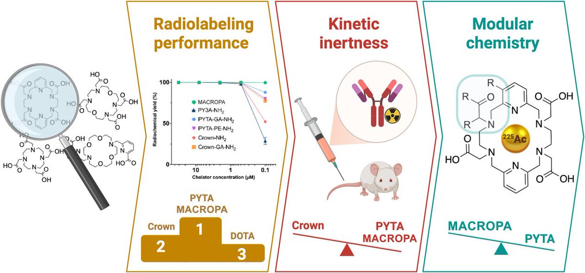 JournalofNucMed's tweet image. PYTA is a promising chelator for ²²⁵Ac, comparable to MACROPA, with the advantages of modular bifunctional chelator synthesis. ow.ly/z0lA50WoMfb 

#NuclearMedicine #RPTherapy #Theranostics