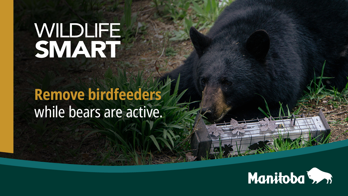 MBGov's tweet image. DYK that simple actions such as removing bird feeders can help reduce negative interactions between people and wildlife, especially black bears? Learn more at bit.ly/3S0AZVH.