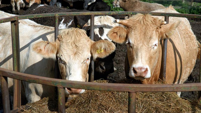 Drought support measures announced for Manitoba livestock producers dlvr.it/TM5XMv