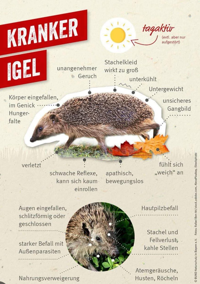 Woran erkenne ich einen hilfsbedürftigen Igel?
Hier eine Übersicht:
Es reicht übrigens, wenn ein Symptom (außer Geruch, die Gesunden stinken auch) auffällt. Dann sollte eine Station oder ein Igelkundiger Tierarzt kontaktiert werden.