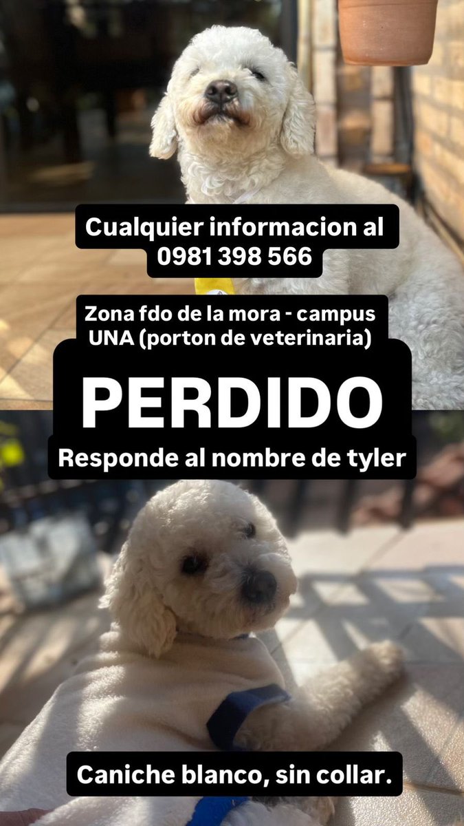 Ayudando Peludos (@ayudandopeludos) on Twitter photo 