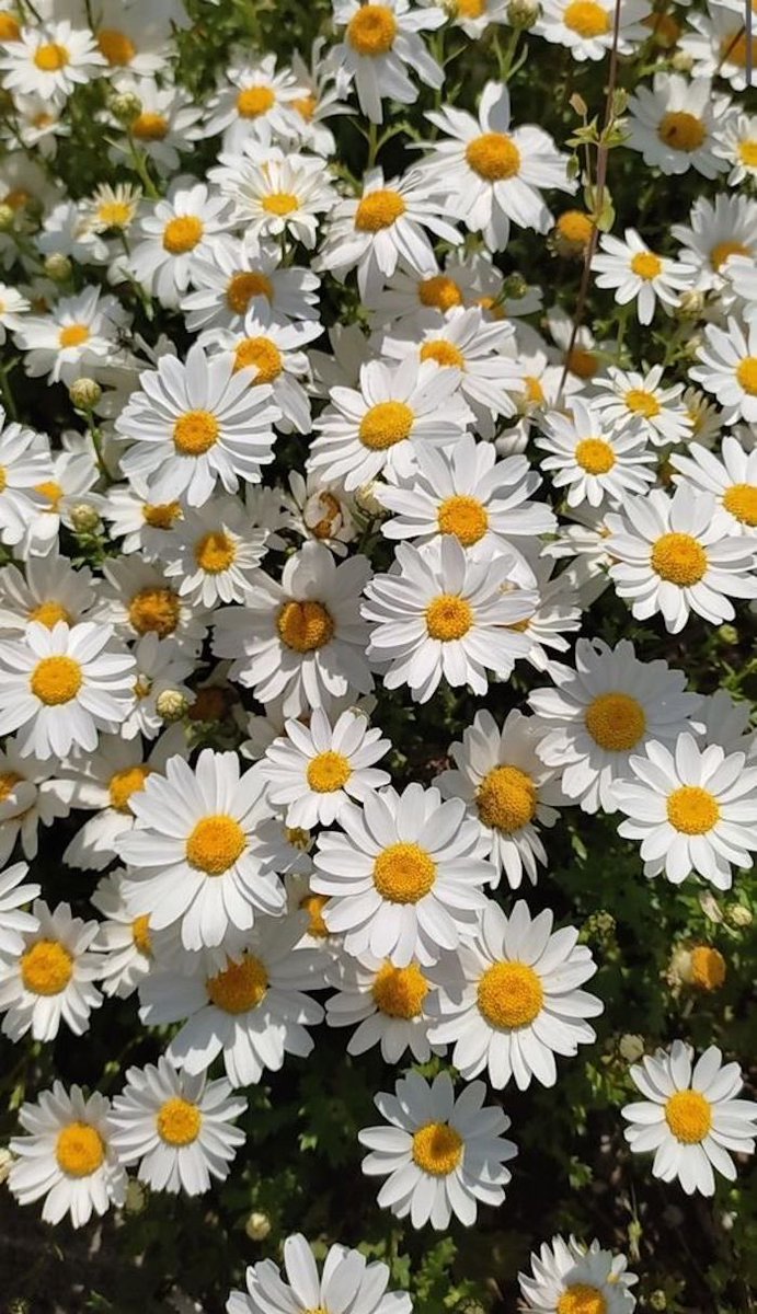 aiiby1's tweet image. Five days of flower inspired Aso Oke outfits.
DAY 2 - Daisies also known as Marguerite Daisies. 

Inspired by Daisy. 
Soft, pure and timeless. Perfect for a soft Yoruba bride.
