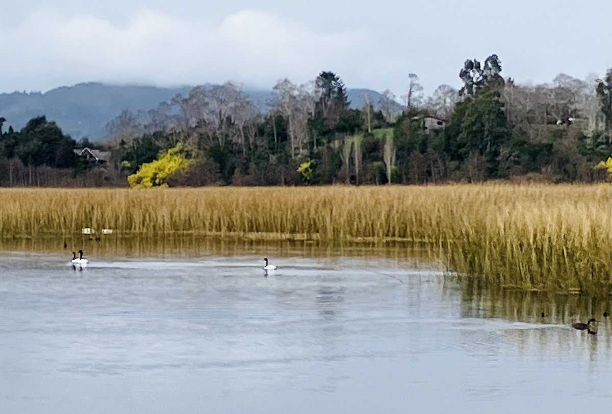 Botulism outbreak hits aquatic birds in marshes of Brière, France amid heat and low water levels.
spr.ly/6018fKny8