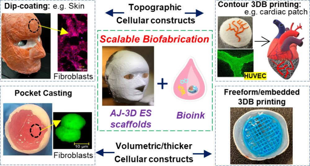 pubs.acs.org/doi/10.1021/ac…
New publication by Chia-Fu Chou with Chin-Lin Guo!  New technology for scalable biofabrication integrating their special 3D PCL fiber scaffolds (AJ-3D ES scaffolds) and cell-laden hydrogels (bioink). 

Congratulations, Chia-Fu, Chin-Lin and all!!