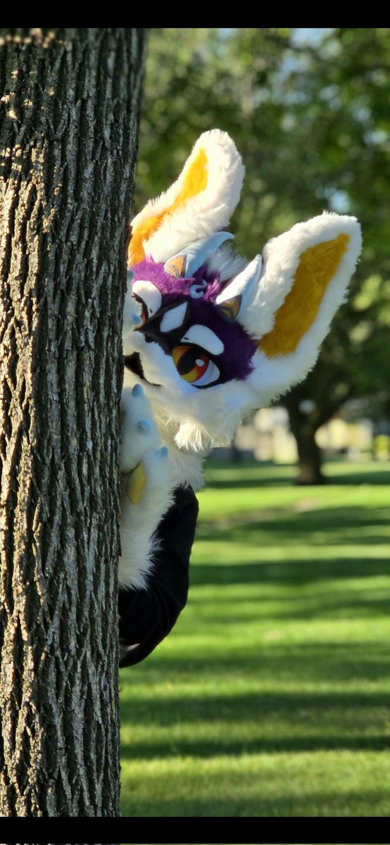 RykerKemono's tweet image. Cool summer mornings are Ryker's favorite time to get out and explore