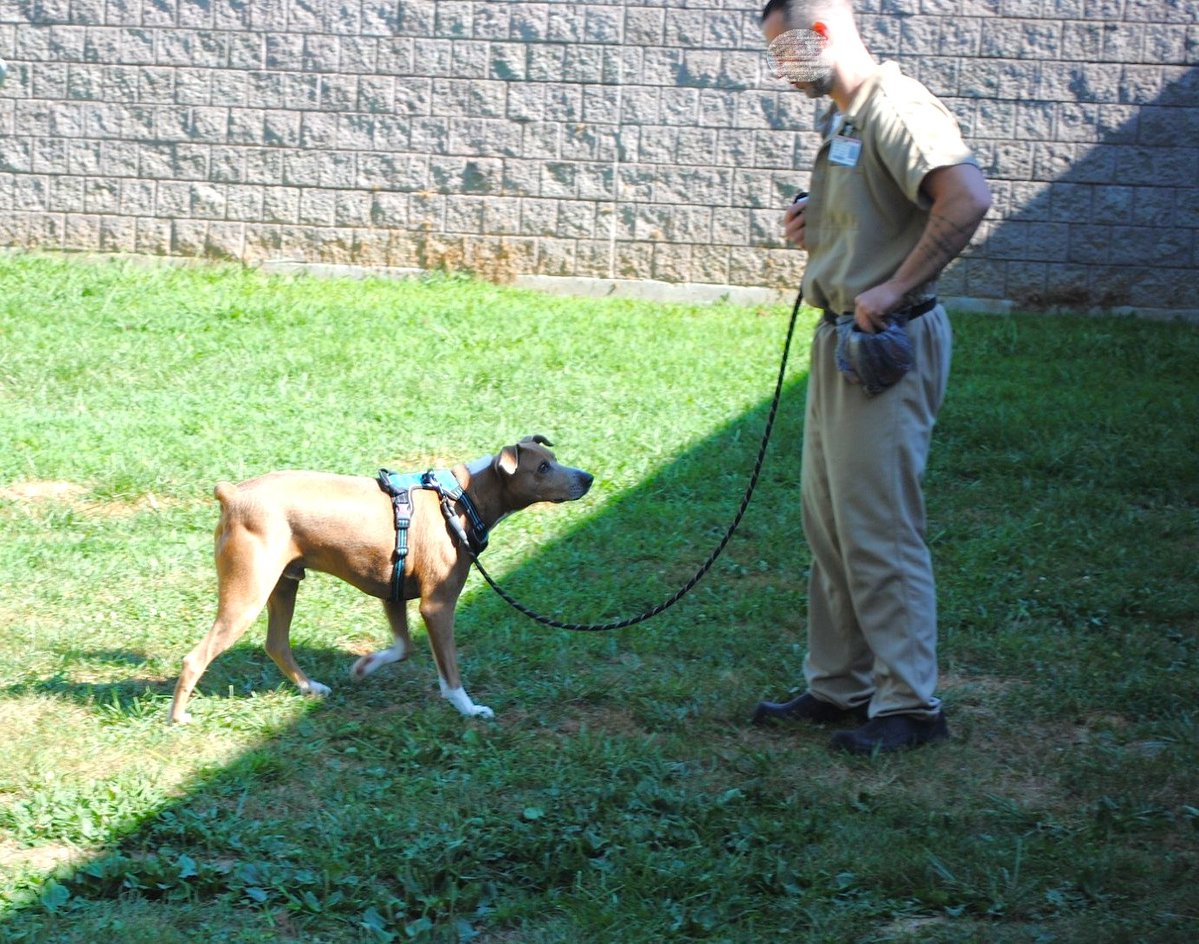 distevhass31's tweet image. Group 46 - Positive Reinforcement Training with K9wise @GA_Corrections @GAFirstLady @CLALeadership @jeffbreedlove1 @endthewhisper @Recovery_GC4R @JellyRoll615