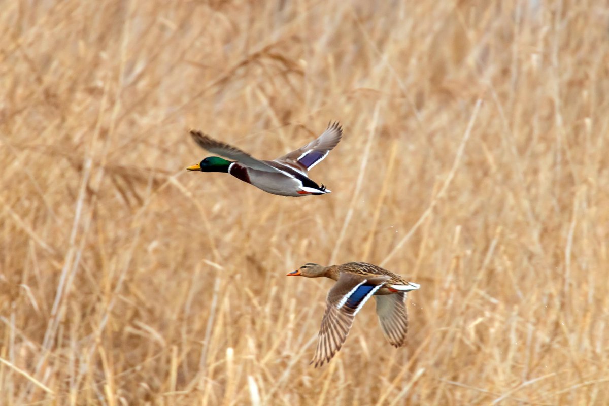 SenHydeSmith's tweet image. Duck hunters in Mississippi and around the country have seen declining populations for years. I introduced the HEN Act to help reverse this trend by improving nesting success on the breeding grounds. This practical fix will give ducks a better shot at raising their young, and…
