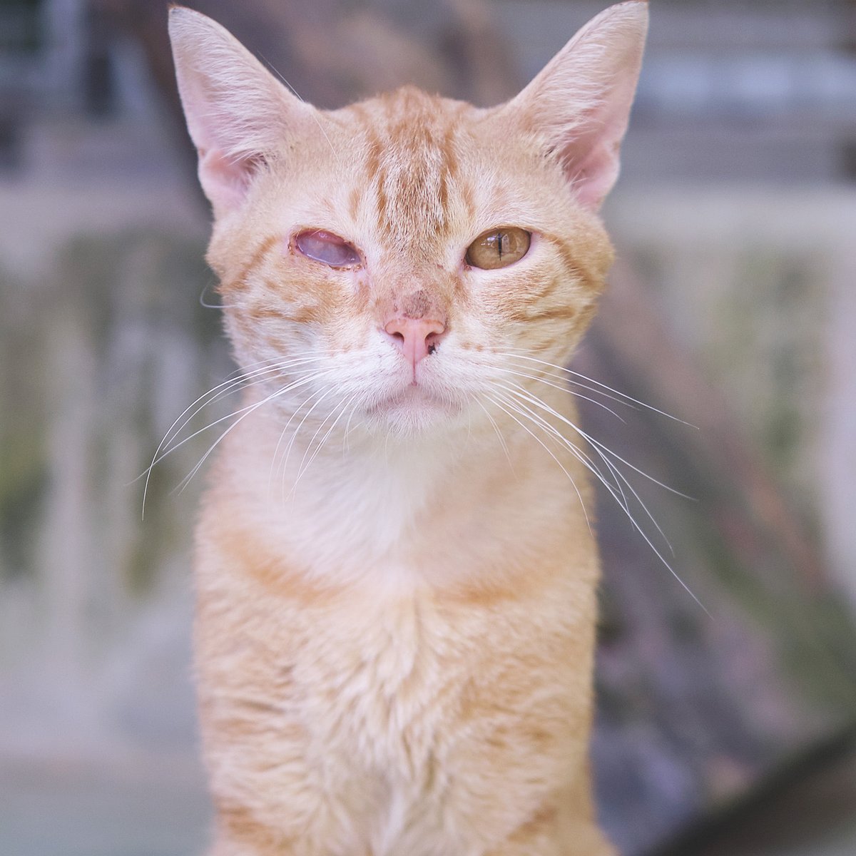 protemataro's tweet photo. Adoptar és un acte d’amor, però sobretot de solidaritat 💛
A les protectores hi ha molts animals que només necessiten això: una oportunitat.
No miris edats ni races, mira amb el cor.
#AdoptaAmbElCor #Adopta #SPAMataró #Refugi #AnimalsOblidats https://t.co/b7i7wB7R5l https://t.co/XDzBw9J8rg