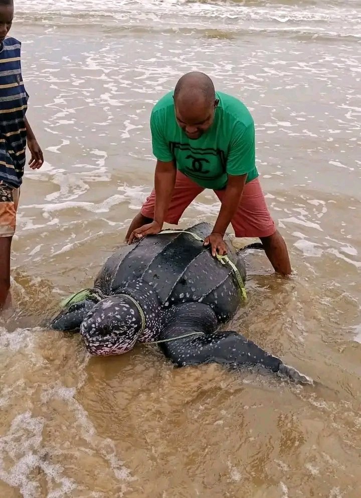 whiitetyger's tweet image. Throwback memories of Leatherback Turtle cought mistakenly and later freed into the sea in Brass Island Southern Ijaw, Nigeria. We need to protect Aquatic life, nice one