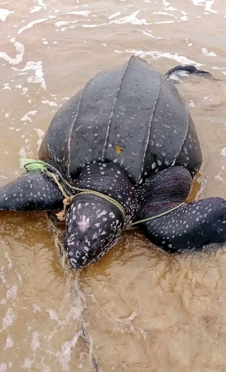whiitetyger's tweet image. Throwback memories of Leatherback Turtle cought mistakenly and later freed into the sea in Brass Island Southern Ijaw, Nigeria. We need to protect Aquatic life, nice one