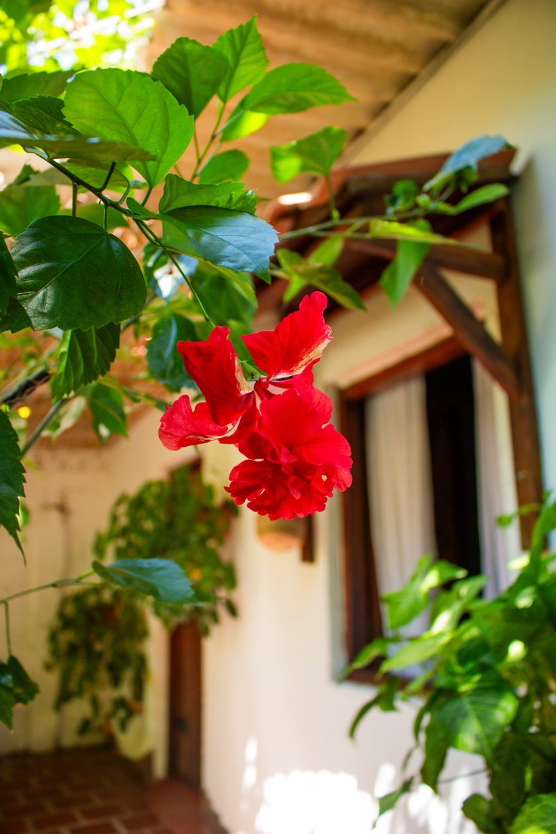 Somos un #hotelboutique ubicado en el corazón del Centro Histórico de #Valledupar, donde naturaleza y confort se unen para regalarte una experiencia única en nuestra ciudad

¡Contáctanos para más información!
wa.me/573135308269

#hotelvalledupar #Quehacerenvalledupar #Travel