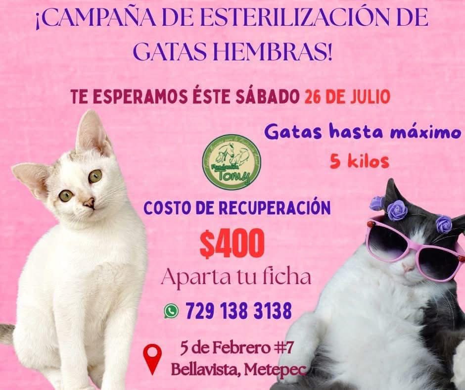 Fundacion Tomy tweet media