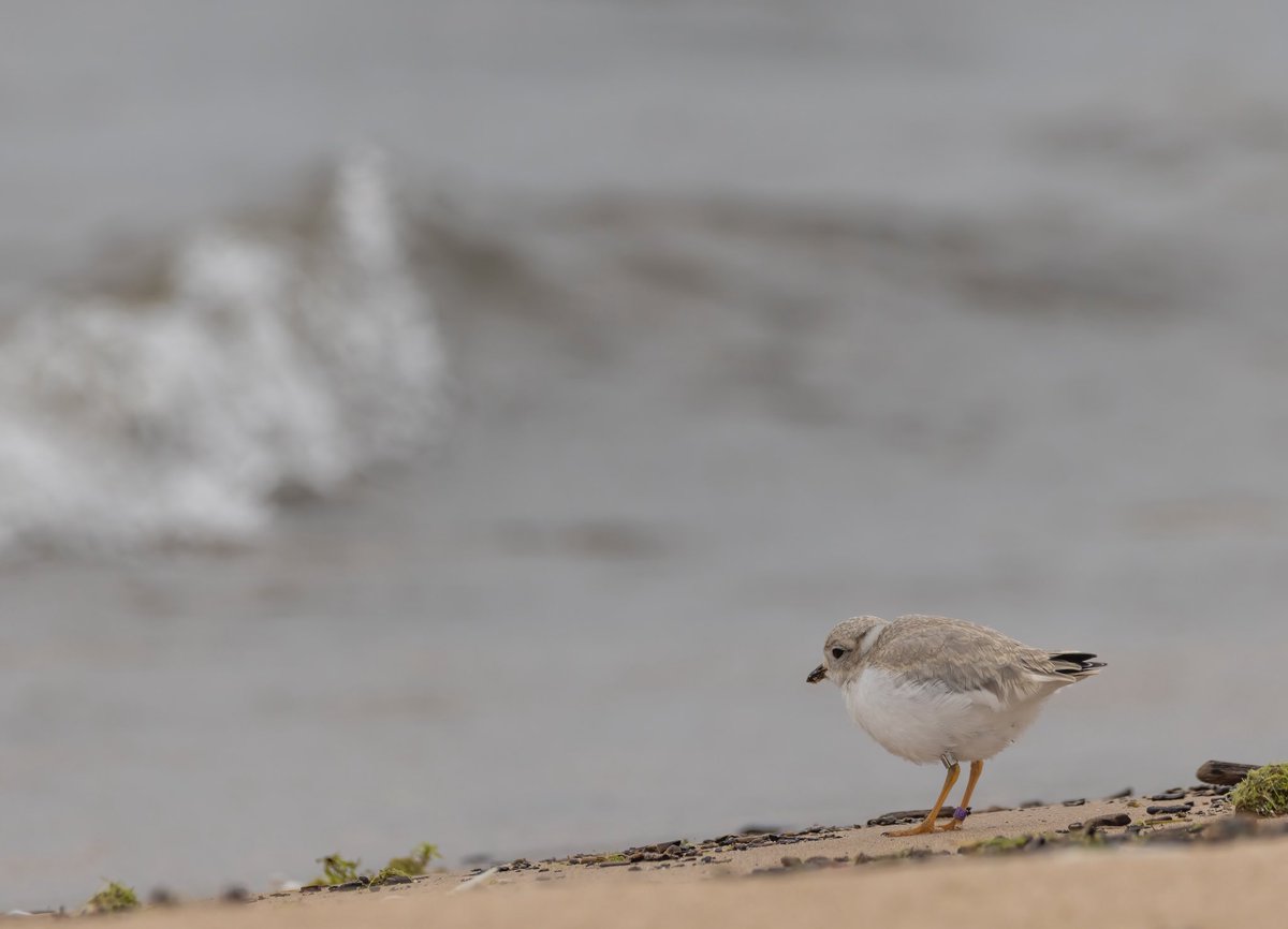 ChicagoPiping's tweet image. Little Plover, Big World
This lovely photo of Ferris was taken Sunday. Truly amazing how much they change and grow each day. More recent pictures of Ferris to come! 
🤍🎡

📸: Daniel Eastman