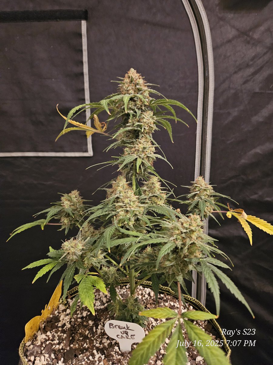 Ray_Jones74's tweet image. Results of this little Break Up Cake Auto from @KannabiaSeeds! The @HerbsNOW_USA dryer did an outstanding job at drying it perfect and for the first time am able to enjoy the terps of my herb. Thank you both for a successful harvest! #homegrownmeds #growyourown