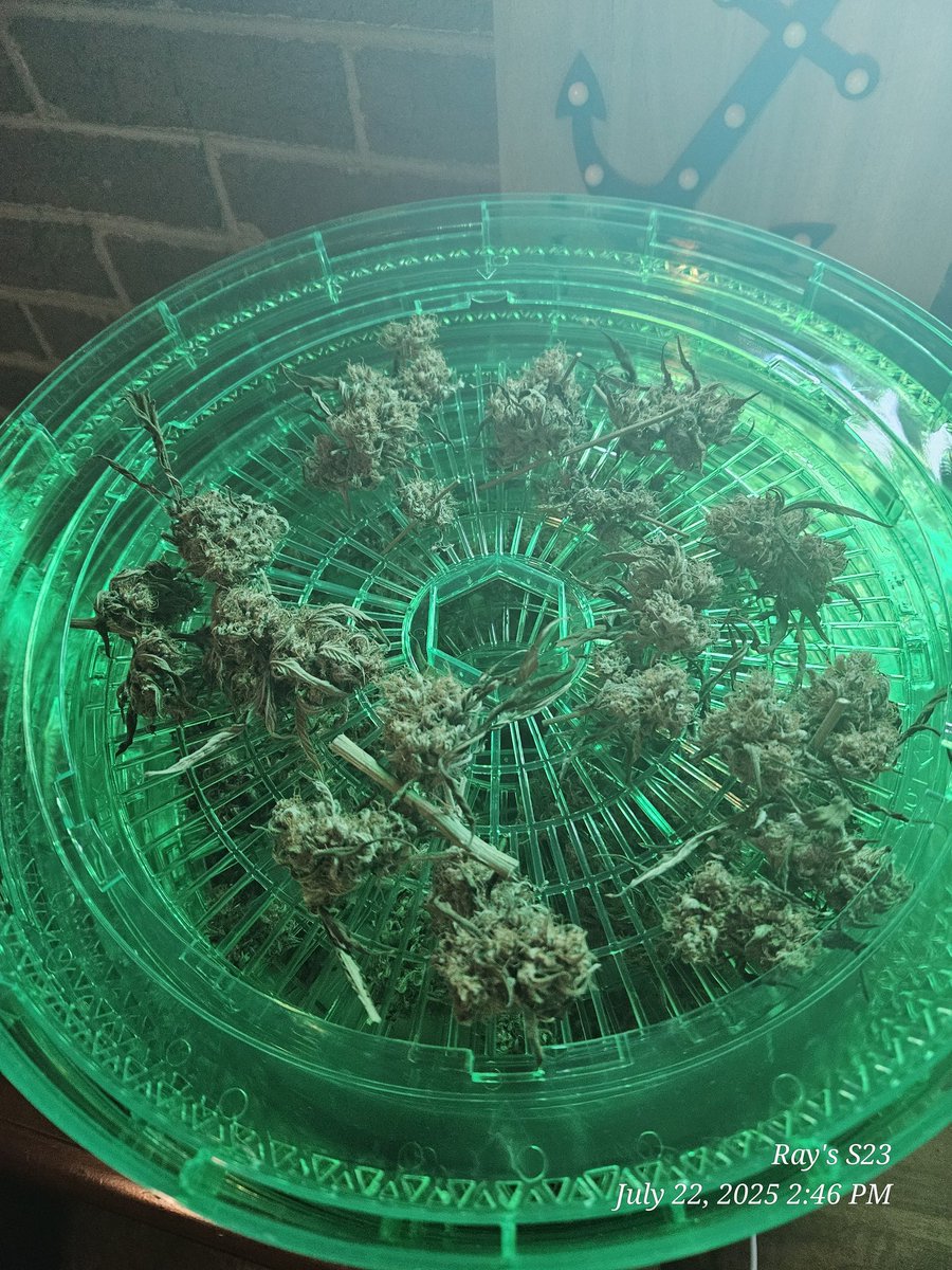 Ray_Jones74's tweet image. Results of this little Break Up Cake Auto from @KannabiaSeeds! The @HerbsNOW_USA dryer did an outstanding job at drying it perfect and for the first time am able to enjoy the terps of my herb. Thank you both for a successful harvest! #homegrownmeds #growyourown
