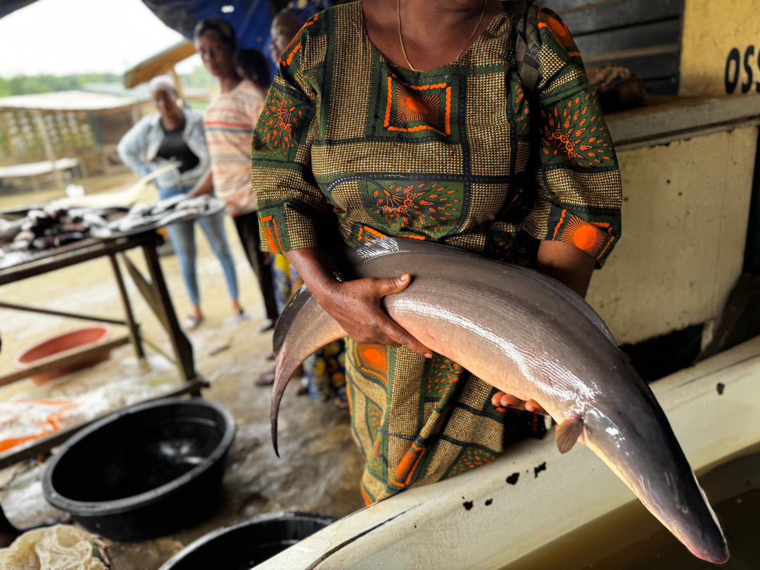The different species of fishes display the aquatic splendour of the #EpeKayoKayoFestival