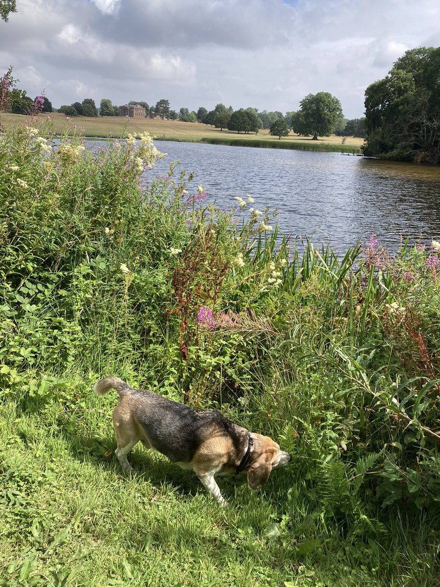 Taking time to pick up peemails on my walkies at Berrington Hall this morning