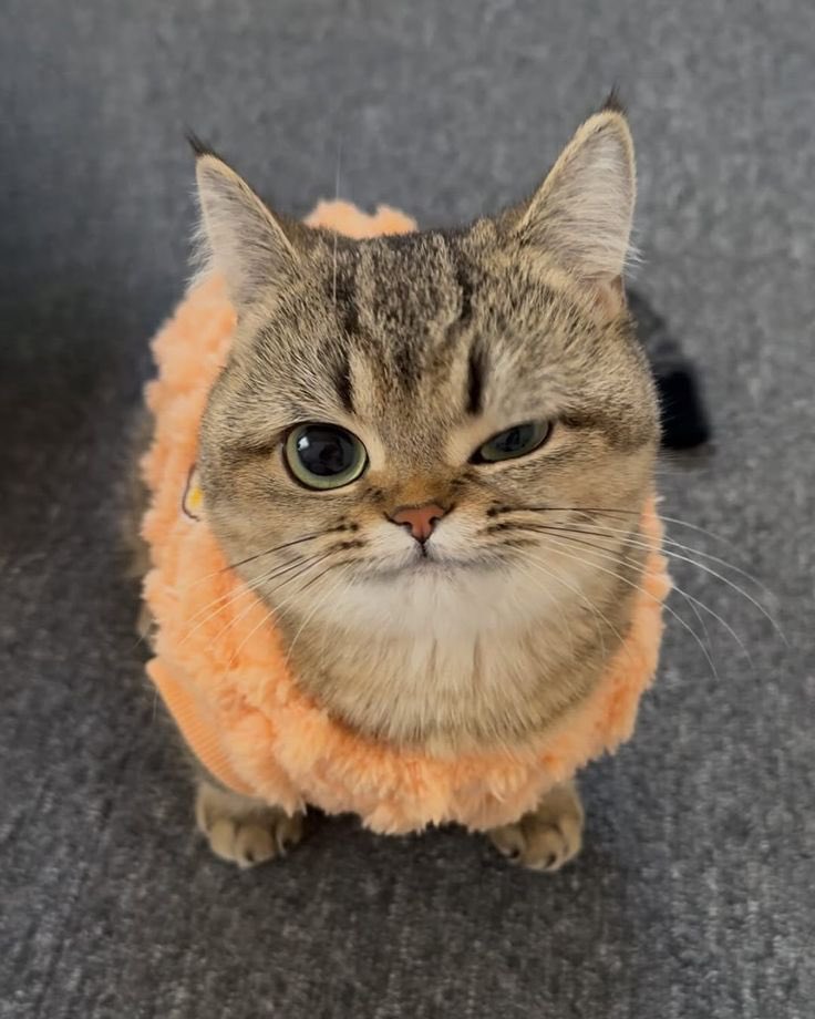 Cat__Auras's tweet image. Eyes 😁