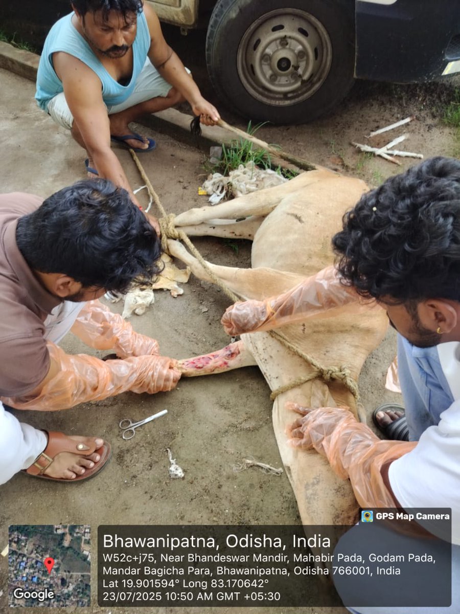 Directorate of AH&VS Odisha (@dahvsodisha) on Twitter photo рмнрммрм╛рмирнАрмкрм╛рмЯрмгрм╛ рмкрнНрм░рм╛рмгрм┐рмЪрм┐рмХрм┐рмдрнНрм╕рм╛рм│рнЯрм░рнЗ рморм╛рм╕рнЗ рмдрм│рнЗ рмЪрм┐рмХрм┐рмдрнНрм╕рм┐рмд рм╣рнЛрмЗрмерм┐рммрм╛ рмПрмХ рммрм╛рмЫрнБрм░рнАрм░ рмкрнБрмирмГрмЪрм┐рмХрм┐рмдрнНрм╕рм╛ рмХрм░рм╛рмпрм╛рмЙрмЫрм┐ ред рммрм╛рмЫрнБрм░рнАрмЯрм┐рм░ рмЧрнЛрмбрм╝ рмнрм╛рмЩрнНрмЧрм┐рммрм╛ рмпрнЛрмЧрнБ рмкрнВрм░рнНрммрм░рнБ рмЕрм╕рнНрмдрнНрм░рнЛрмкрмЪрм╛рм░ рмХрм░рм╛рмпрм╛рмЗрмерм┐рм▓рм╛ ред рм╕рнЗрмдрнЗрммрнЗрм│рнЗ рм▓рмЧрм╛рмпрм╛рмЗрмерм┐рммрм╛ рмкрнНрм▓рм╛рм╖рнНрмЯрм░рмХрнБ рм╕рм╛рммрмзрм╛рмирмдрм╛рм░ рм╕рм╣ рмХрм╛рмврм┐рмжрм┐рмЖрмпрм╛рмЗ рмбрнНрм░рнЗрм╕рм┐рмВ рмХрм░рм╛рмпрм╛рмЗрмЫрм┐ ред рммрм╛рмЫрнБрм░рнАрмЯрм┐рм░ рм╕рнНрммрм╛рм╕рнНрмернНрнЯрм╛рммрм╕рнНрмерм╛ рмПрммрнЗ рмнрм▓ рм░рм╣рм┐рмЫрм┐ ред рмнрммрм╛рмирнАрмкрм╛рмЯрмгрм╛ рмкрнНрм░рм╛рмгрм┐рмЪрм┐рмХрм┐рмдрнНрм╕рм╛рм│рнЯрм░рнЗ рморм╛рм╕рнЗ рмдрм│рнЗ рмЪрм┐рмХрм┐рмдрнНрм╕рм┐рмд рм╣рнЛрмЗрмерм┐рммрм╛ рмПрмХ рммрм╛рмЫрнБрм░рнАрм░ рмкрнБрмирмГрмЪрм┐рмХрм┐рмдрнНрм╕рм╛ рмХрм░рм╛рмпрм╛рмЙрмЫрм┐ ред рммрм╛рмЫрнБрм░рнАрмЯрм┐рм░ рмЧрнЛрмбрм╝ рмнрм╛рмЩрнНрмЧрм┐рммрм╛ рмпрнЛрмЧрнБ рмкрнВрм░рнНрммрм░рнБ рмЕрм╕рнНрмдрнНрм░рнЛрмкрмЪрм╛рм░ рмХрм░рм╛рмпрм╛рмЗрмерм┐рм▓рм╛ ред рм╕рнЗрмдрнЗрммрнЗрм│рнЗ рм▓рмЧрм╛рмпрм╛рмЗрмерм┐рммрм╛ рмкрнНрм▓рм╛рм╖рнНрмЯрм░рмХрнБ рм╕рм╛рммрмзрм╛рмирмдрм╛рм░ рм╕рм╣ рмХрм╛рмврм┐рмжрм┐рмЖрмпрм╛рмЗ рмбрнНрм░рнЗрм╕рм┐рмВ рмХрм░рм╛рмпрм╛рмЗрмЫрм┐ ред рммрм╛рмЫрнБрм░рнАрмЯрм┐рм░ рм╕рнНрммрм╛рм╕рнНрмернНрнЯрм╛рммрм╕рнНрмерм╛ рмПрммрнЗ рмнрм▓ рм░рм╣рм┐рмЫрм┐ ред