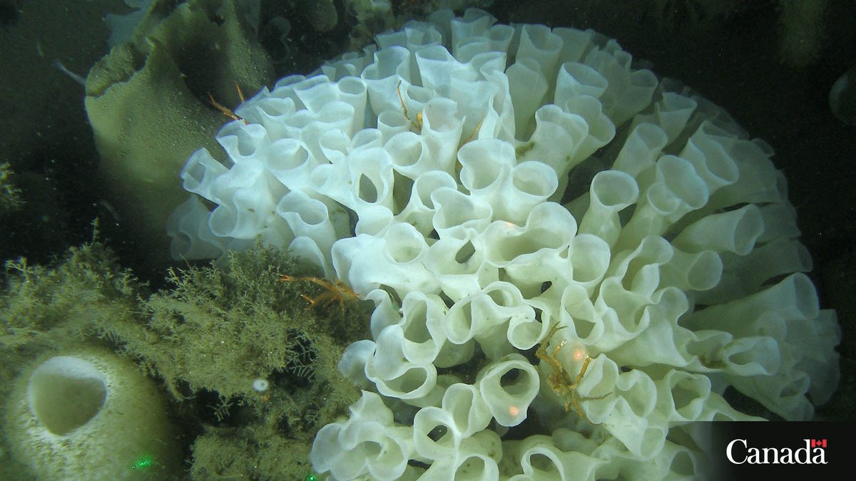 DFO_Pacific's tweet image. Glass sponge reefs are found in only a few locations off the coast of #BC and the United States.
These globally unique ecosystems provide important habitat for #MarineLife. There is no bottom contact fishing allowed in these areas! ow.ly/L3M050WuLPb