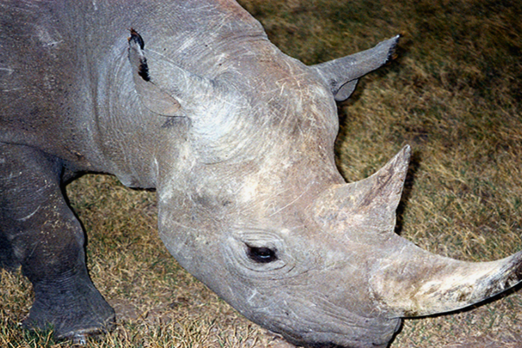 PNASNews's tweet image. What’s the best way to protect endangered rhinos from inbreeding? A new Science Sessions episode explores research suggesting natural dispersal—rather than costly translocation—may better support genetic health in the eastern black rhinoceros. Listen now: ow.ly/98U250WuOb9