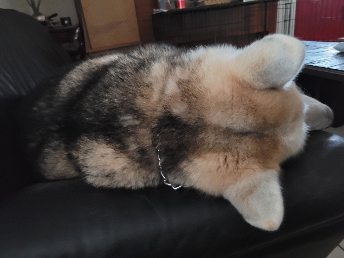 StudiosZade's tweet image. Bit: "Pet me behind the neck with likes and follows."
"Dad gives me cheese, too."
"My life of luxury depends on you..."
"Don't make me suffer..."