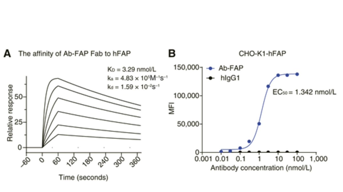 MCT_AACR's tweet image. Development of a Tumor-Specific Multivalent CD40 Agonist Antibody FAPxCD40 for Cancer Therapy: Balancing Efficacy and Toxicity brnw.ch/21wUoMc