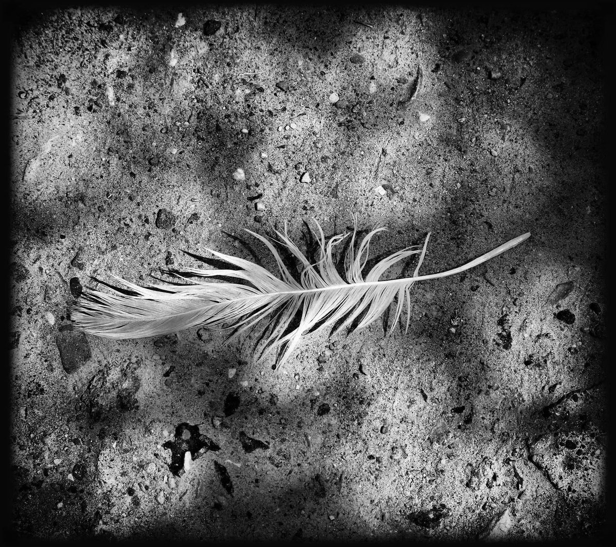 ChrissyvWellean's tweet image. ๐ค๐ค๐ชถ... lost ...๐ชถ๐ค๐ค
