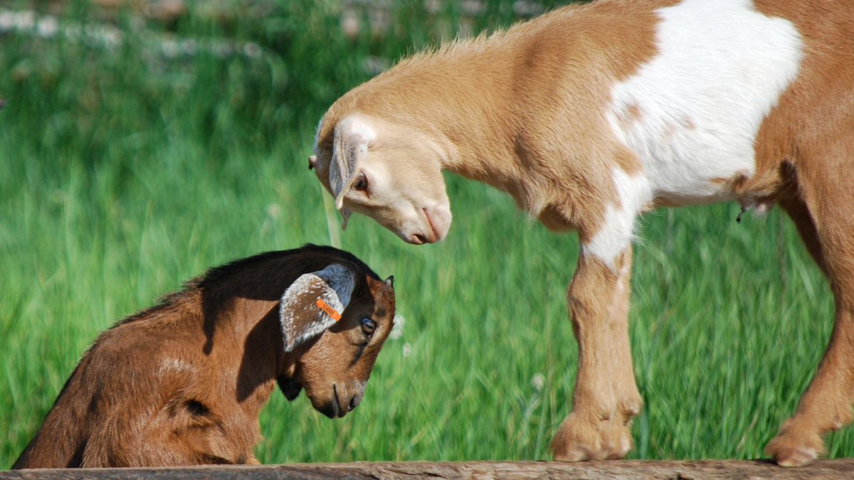 CCIA (Canadian Cattle Identification Agency) (@ccia_canada) on Twitter photo 🐐New to livestock? Raising goats? Prep for the proposed regulations is as easy as 1-2-3!
✅ Get a PID from your province
✅ Create a CLTS account: clts.canadaid.ca
✅ Apply pre-approved tags
Need help? canadaid.ca | 1-877-909-2333 | info@canadaid.ca 🐐New to livestock? Raising goats? Prep for the proposed regulations is as easy as 1-2-3!
✅ Get a PID from your province
✅ Create a CLTS account: clts.canadaid.ca
✅ Apply pre-approved tags
Need help? canadaid.ca | 1-877-909-2333 | info@canadaid.ca