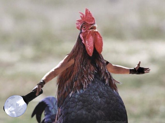 bock_twt's tweet image. All these labockbockbockbockbock sightings, but not a single chicken mention.