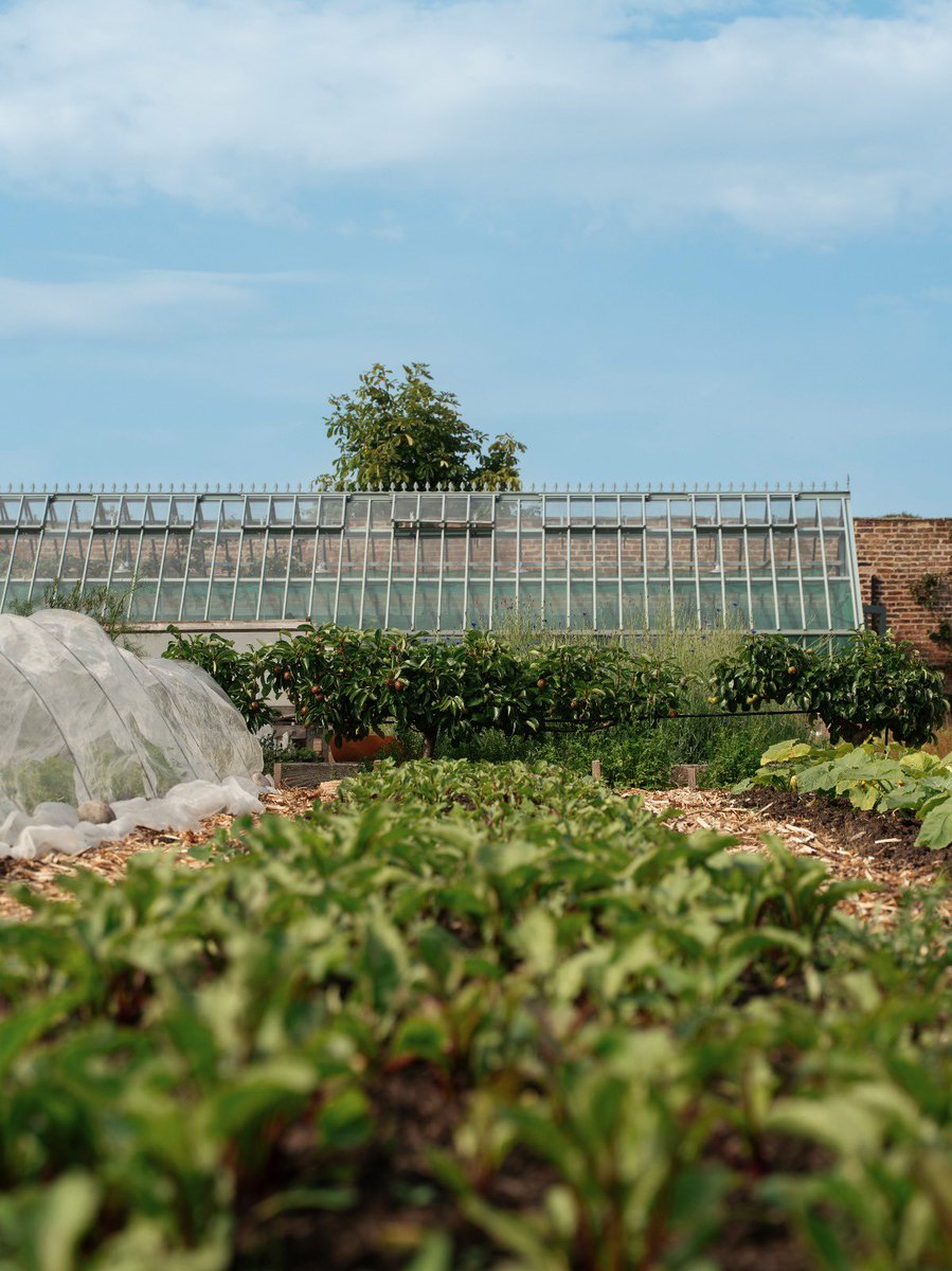 In summer, our gardens turn an impressive crop, growing the likes of peas, broad beans, courgettes, cucumbers, beetroot, turnip, carrot, fennel, agretti, crosnes, strawberries, raspberries, apples &amp; pears, peaches, plums, medler, quince, artichoke and more…