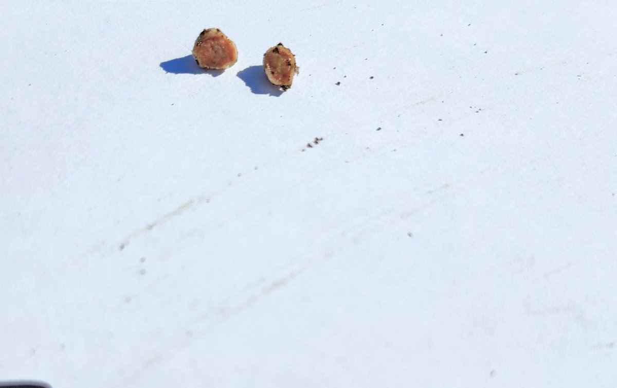 CropSystemsDREC's tweet image. Dug some plants from our soybean inoculation trial in Dickinson, ND today. Healthy-looking nodules here. This plot was double inoculated with a granular source in soybean virgin ground. Will that translate into higher yields? We’ll find out soon
Research supported by @NDSoybean