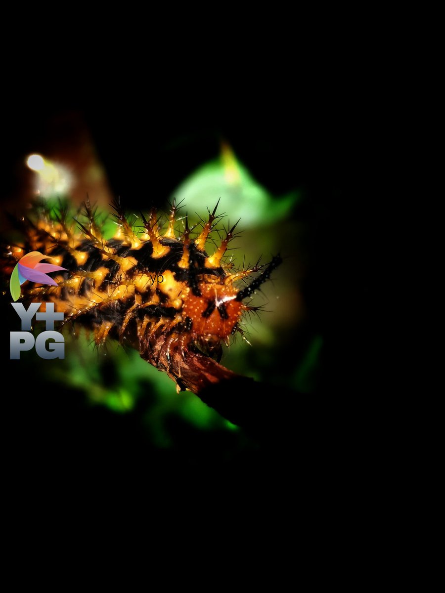 thorny caterpillars crawling on the dry leaves of jasmine plants

#photography #photo  #photograph #photooftheday #photographylovers #PhotographyIsArt #nature #naturelove #NatureIsAmazing #naturescenery #naturelover #macro #macrophotography