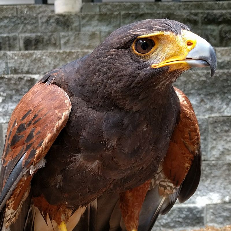steve_d24's tweet image. Taking a football class this afternoon at a school &amp;amp; met a guy walking around with one of these. Absolutely beautiful bird🥰 
They use it to deter the seagulls around the school. Apparently,  no matter the size of the dog, it also reckons they&apos;re dinner too 😱