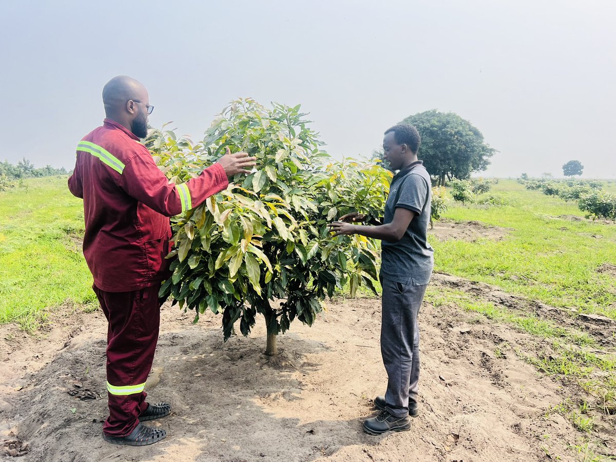 Ruvusha_Israel's tweet image. With my Brother from Cameroun. Hass Avocado is being promoted across central Africa.