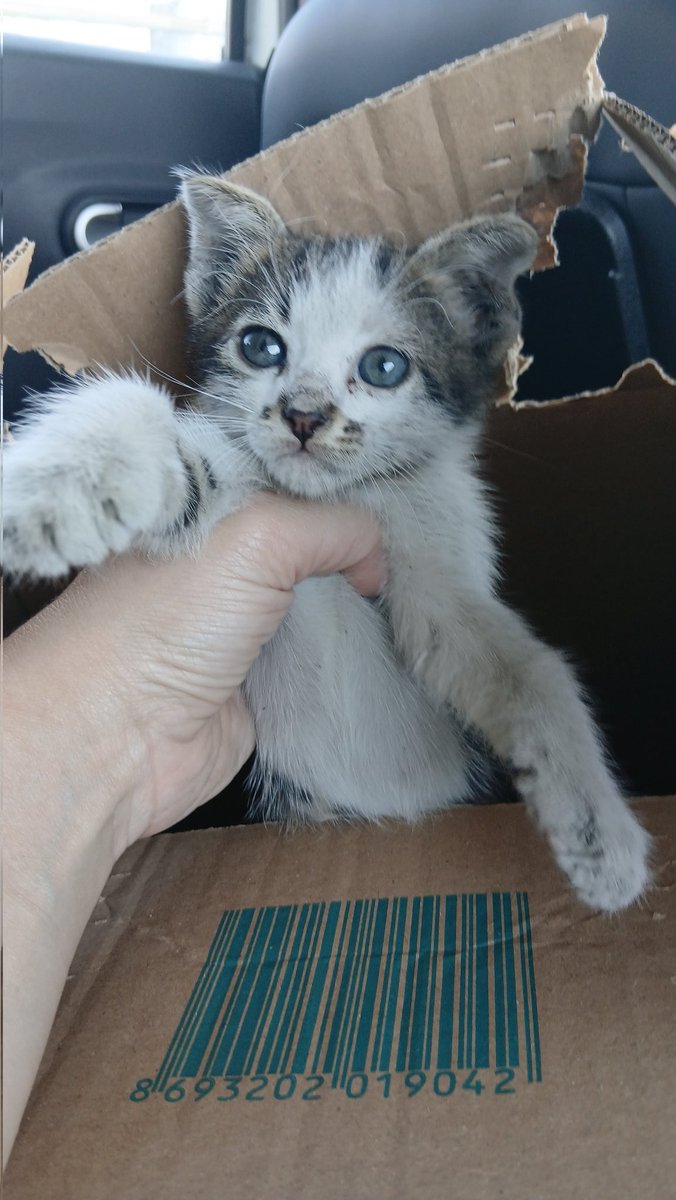 Bu pireli döte yuva olmak isteyen var mı ben çözücem pire işini
Çok bitirim acayip sevimli girişken keyfine de düşkün biri şimdiden karakter ortada 
İst