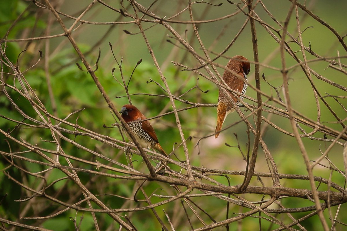 Some shots from today...

1. INDIAN SILVERBILL 
2. PRINIA 
3. SPOTTED MUNIA