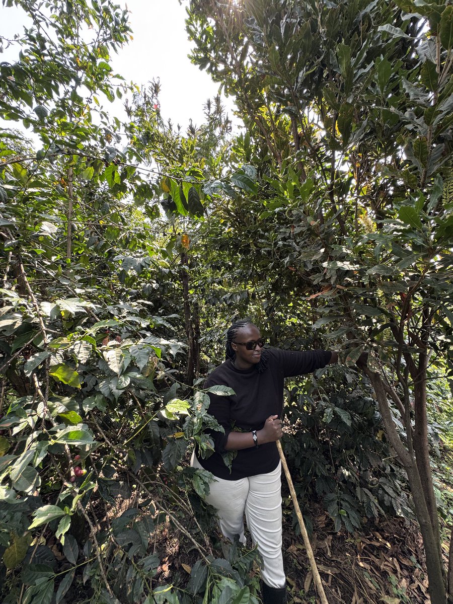 MsBrenda_A's tweet image. Hiked Mt.Rwenzori today with the team at @mtnharvestug. It was more than just a climb; but a chance to see where the story of great Ugandan coffee really begins.
Grateful for the journey, both the uphill trek & the bigger one we’re walking together through the support of @ITCnews