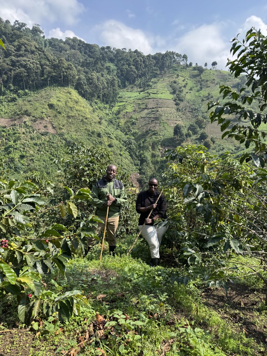 MsBrenda_A's tweet image. Hiked Mt.Rwenzori today with the team at @mtnharvestug. It was more than just a climb; but a chance to see where the story of great Ugandan coffee really begins.
Grateful for the journey, both the uphill trek & the bigger one we’re walking together through the support of @ITCnews