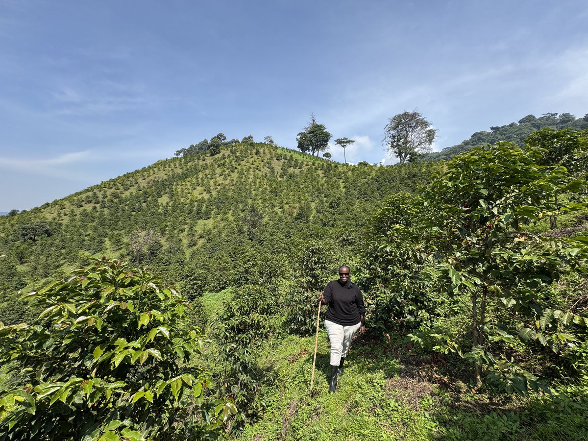 MsBrenda_A's tweet image. Hiked Mt.Rwenzori today with the team at @mtnharvestug. It was more than just a climb; but a chance to see where the story of great Ugandan coffee really begins.
Grateful for the journey, both the uphill trek & the bigger one we’re walking together through the support of @ITCnews