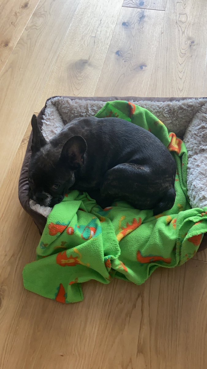 NeroFrenchi's tweet photo. 😴 #ThrobackThursday
Da habe ich noch ins Kaddseerkörbchen gepasst Gute Nacht Pfreunde🥰 https://t.co/oF1GXmj0QE