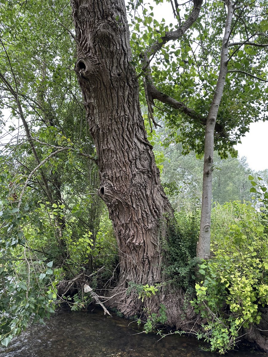 JackPerksPhoto's tweet image. The upper Kennet with some black poplar trees and lots of water vole burrows