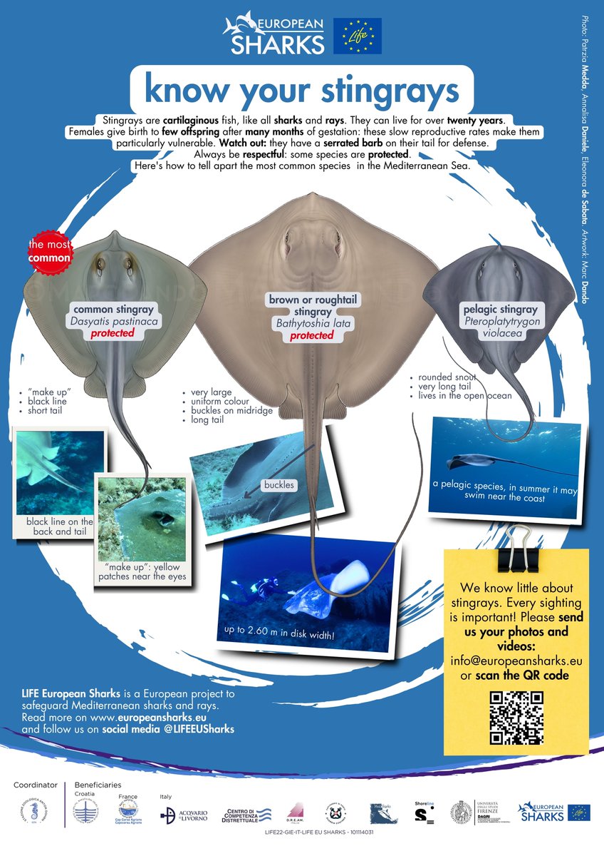 know your #stingrays!  Did you know which is which? A good handy guide for Mediterranean #diving  this summer: these are the most common around Italian waters. Download here: tinyurl.com/LIFEEUSharksSt…
And send us your pics!