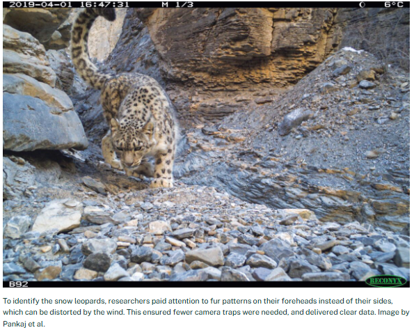 1RealJGBankss's tweet photo. Using AI, researchers can tell apart snow leopards through their forehead patterns, allowing them to identify almost 500 individuals, which makes up 68% of India’s snow leopard population, while also providing India’s 1st national snow leopard photo library. https://t.co/RRXxKbHwat