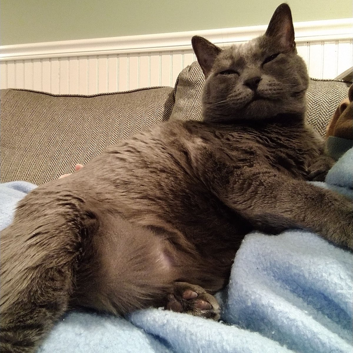 NEHumaneSociety's tweet image. "She was the most loving and snuggly cat I've ever met. Everybody who met her loved her. She liked to lay on your chest, but she weighed about 20 pounds, so it could get a little uncomfortable."
Read Kristin's story: bit.ly/4f2QnvA
(137/150) #NHS150