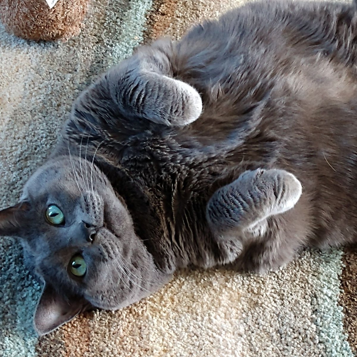 NEHumaneSociety's tweet image. "She was the most loving and snuggly cat I've ever met. Everybody who met her loved her. She liked to lay on your chest, but she weighed about 20 pounds, so it could get a little uncomfortable."
Read Kristin's story: bit.ly/4f2QnvA
(137/150) #NHS150