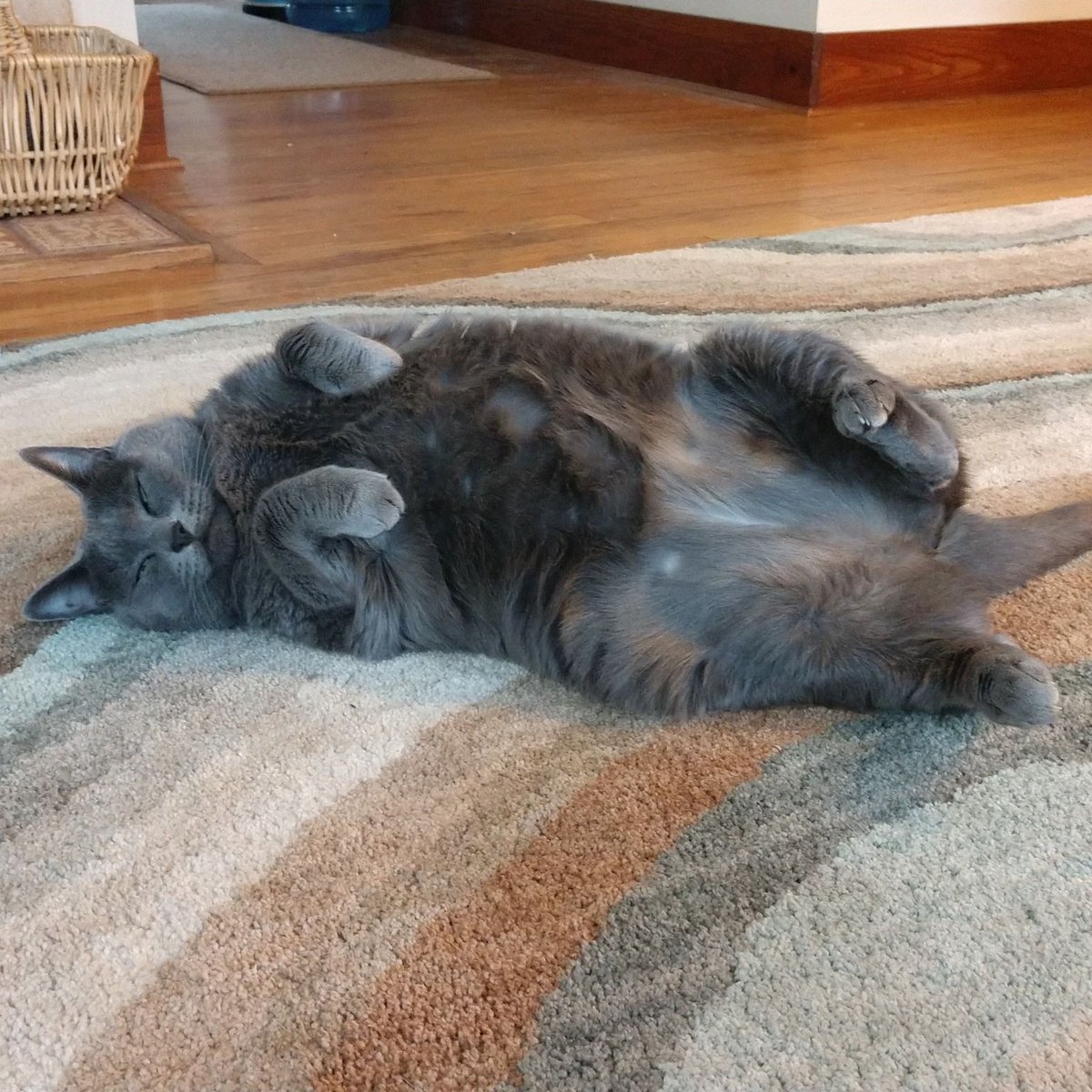 NEHumaneSociety's tweet image. "She was the most loving and snuggly cat I've ever met. Everybody who met her loved her. She liked to lay on your chest, but she weighed about 20 pounds, so it could get a little uncomfortable."
Read Kristin's story: bit.ly/4f2QnvA
(137/150) #NHS150